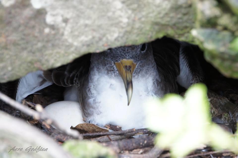 Lajes das Flores Sitio Da Assumada 빌라 외부 사진